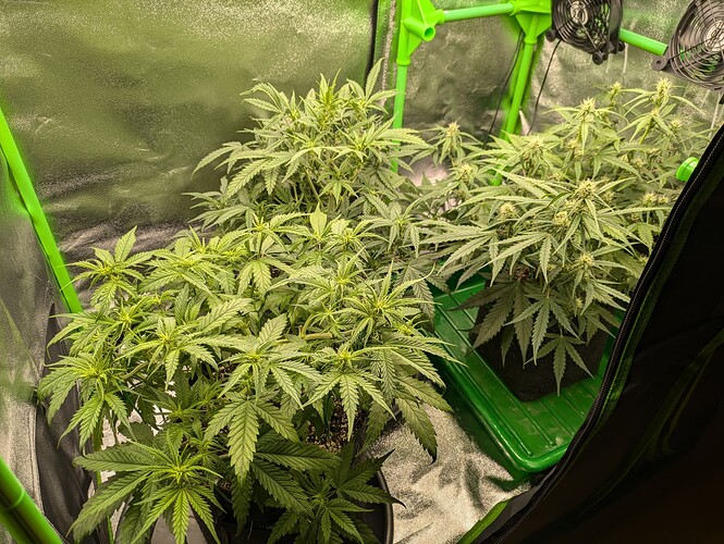 Growreport Bild 34