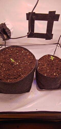 Growreport Bild 7