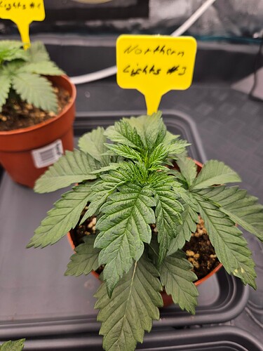 Growreport Bild 45