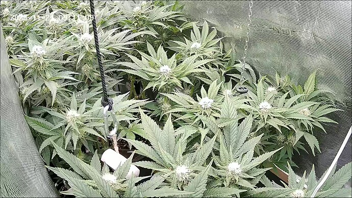 Growreport Bild 43