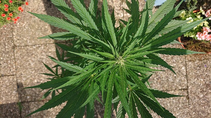 Growreport Bild 33