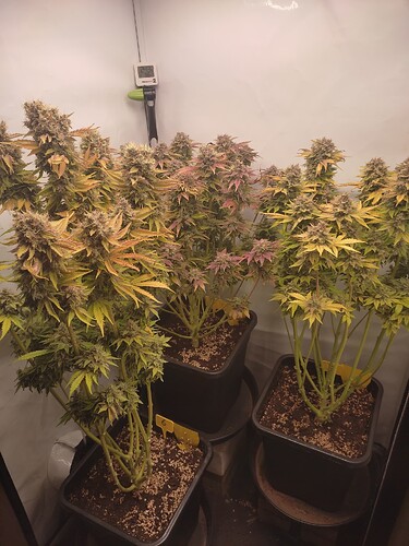 Growreport Bild 35