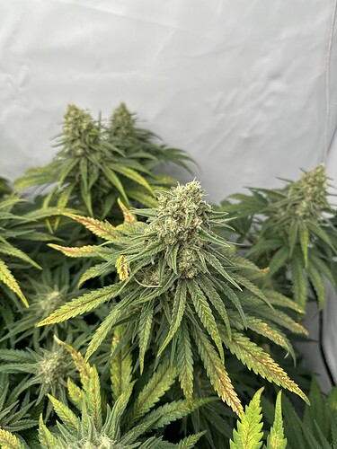 Growreport Bild 11