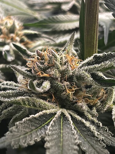 Growreport Bild 4