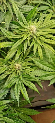 Growreport Bild 1