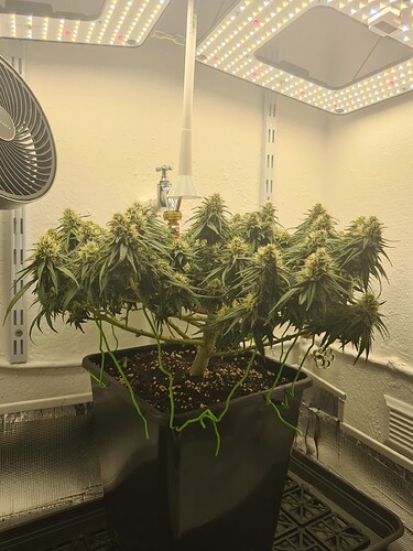 Growreport Bild 103