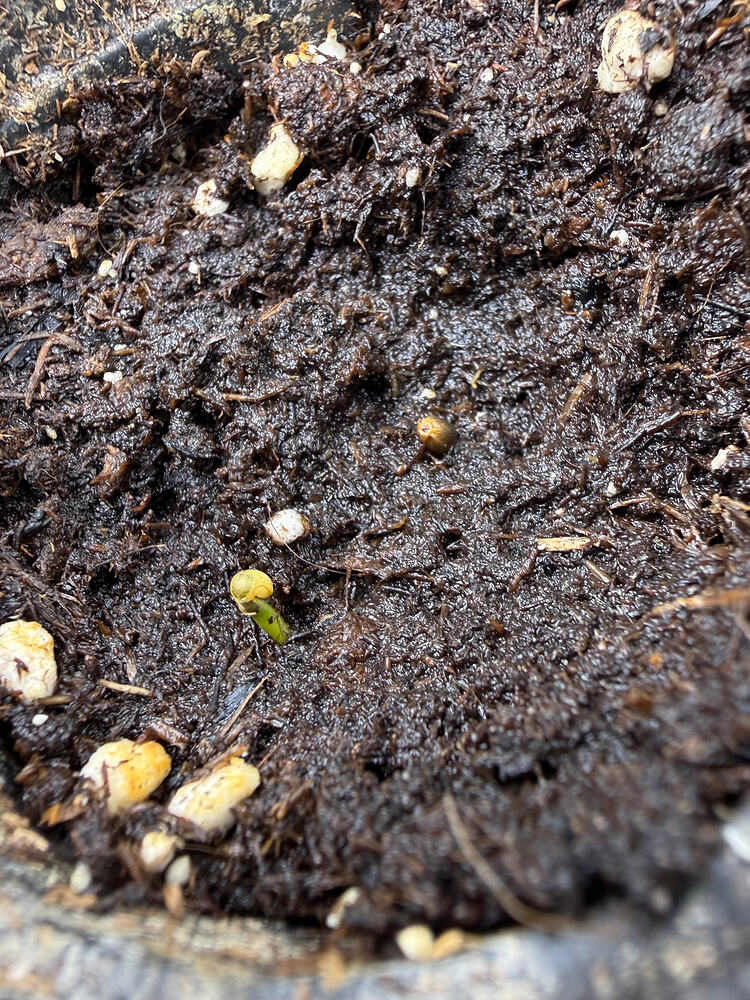 Grow mit Growly1 - Back to the Autos 🚀🌱 Tropicana Cookies, King Louis und Mendo Breath Auto Ganja Farmer