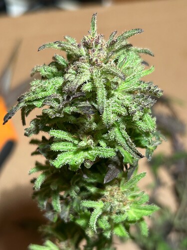 Growreport Bild 5
