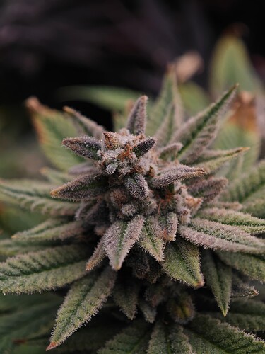 Growreport Bild 10