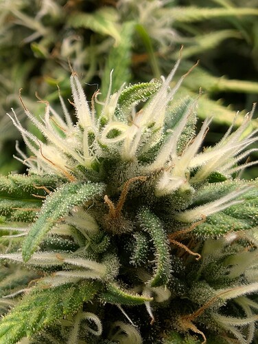 Growreport Bild 5