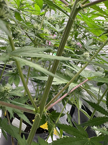 Growreport Bild 27