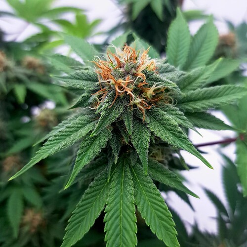 Growreport Bild 11