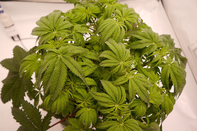 Growreport Bild 1