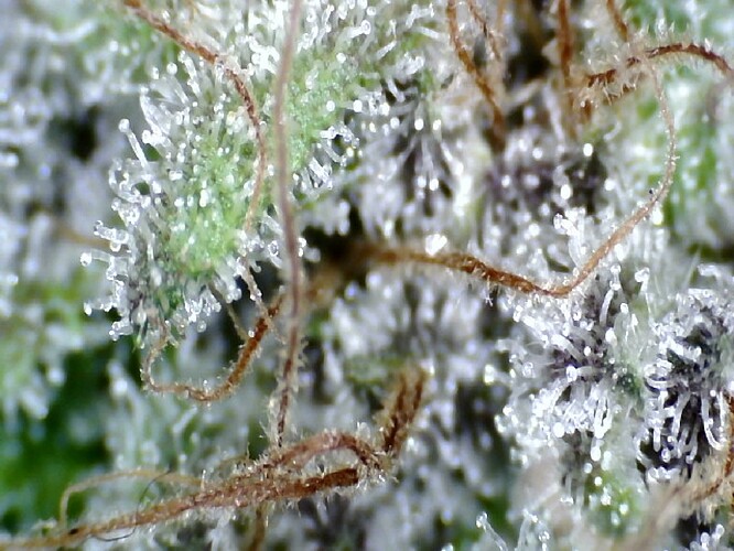 Growreport Bild 52