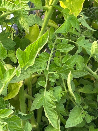 Growreport Bild 16