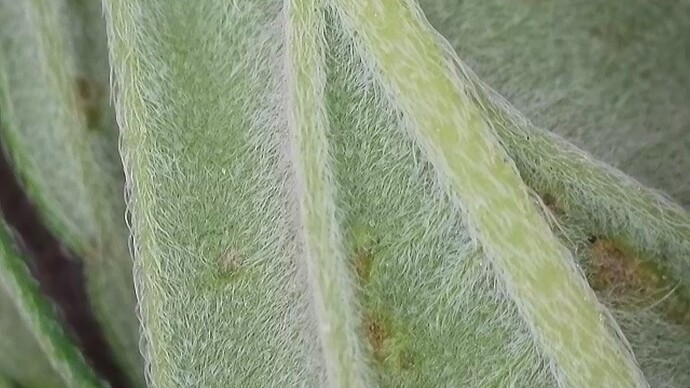 Growreport Bild 29