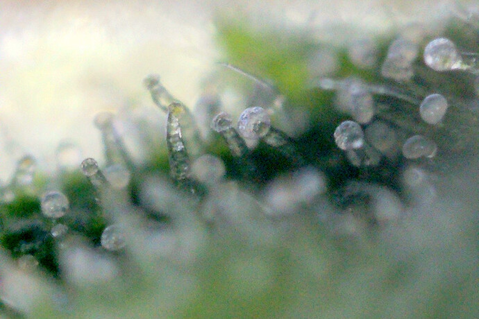 trichome_jack_1