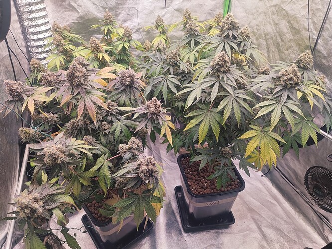 Growreport Bild 82