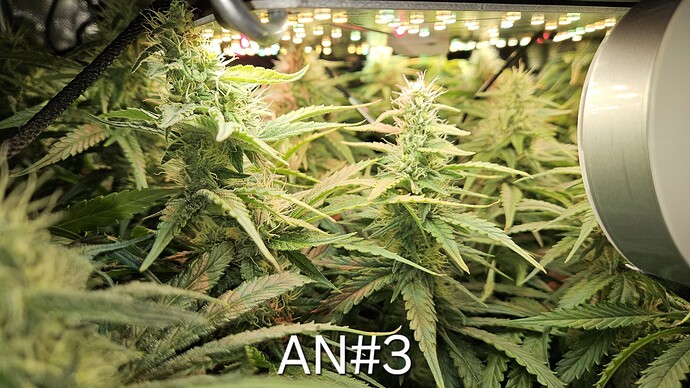 Growreport Bild 32