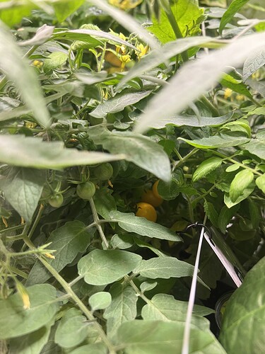 Growreport Bild 30