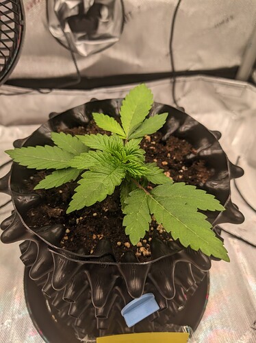 PXL_20240513_054833528.jpg_compressed