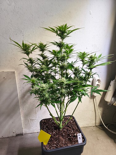 Growreport Bild 4