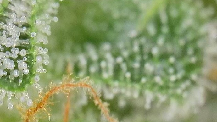 Growreport Bild 35