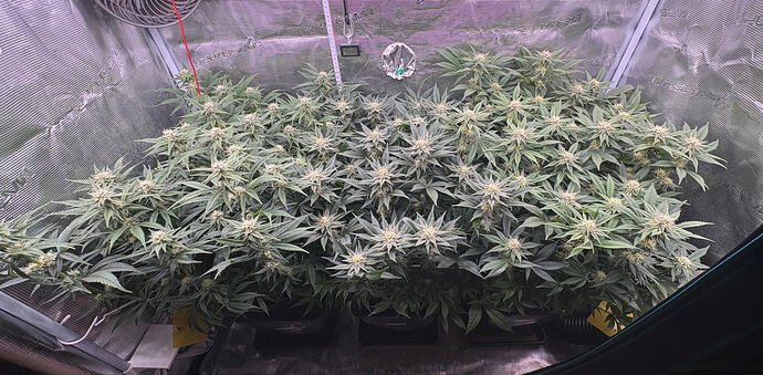 Foto 17.01.26, 06 03 13