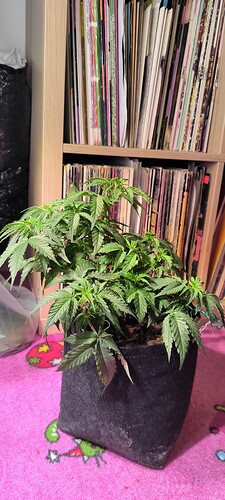 Growreport Bild 25