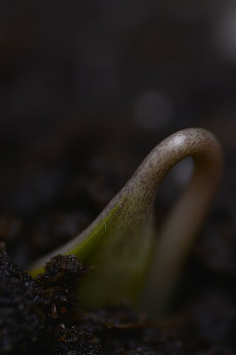 DSC_0733 VT0 Seedling