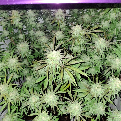 Growreport Bild 12