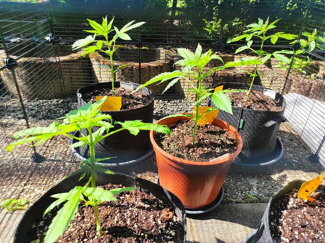 Growreport Bild 2