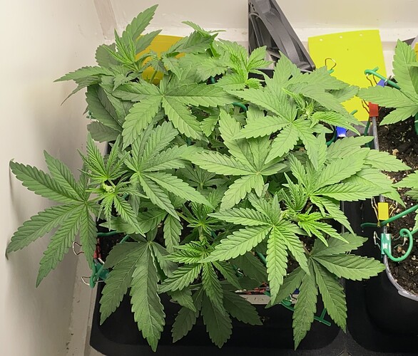 Growreport Bild 45