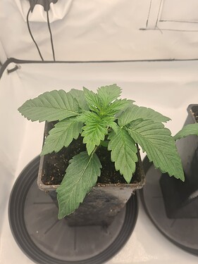 Growreport Bild 10