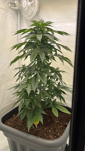 Growreport Bild 4