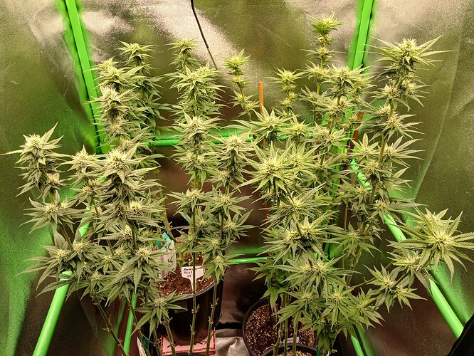 Growreport Bild 8