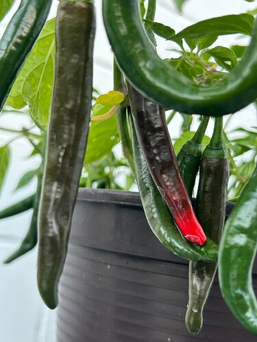 Growreport Bild 20