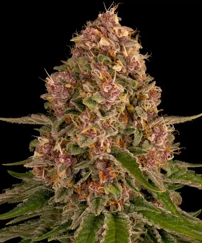 __pink-kush_circle_new_21_128878