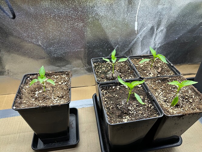 Growreport Bild 52