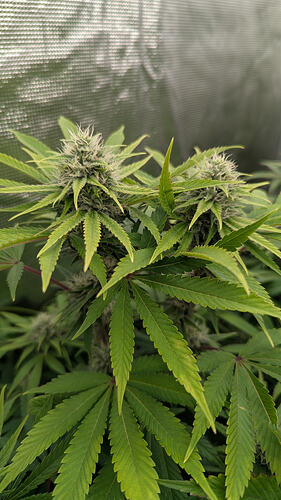 Zwei reife Cannabis-Buds mit weißen Stigmen und grünen Blättern, die in einer Growbox wachsen.