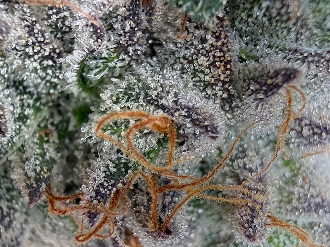 Growreport Bild 12
