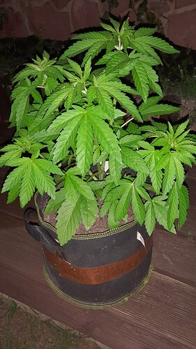 Growreport Bild 7