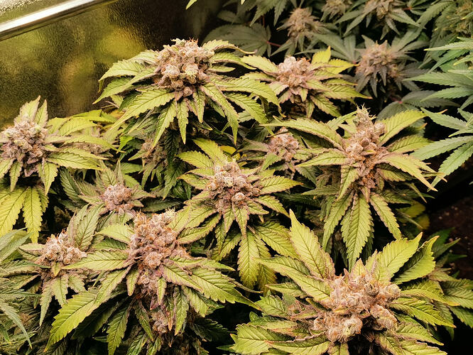 Growreport Bild 22
