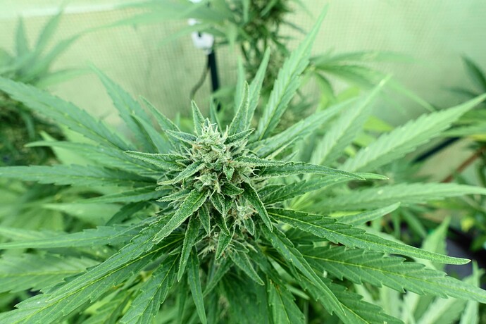 Growreport Bild 4
