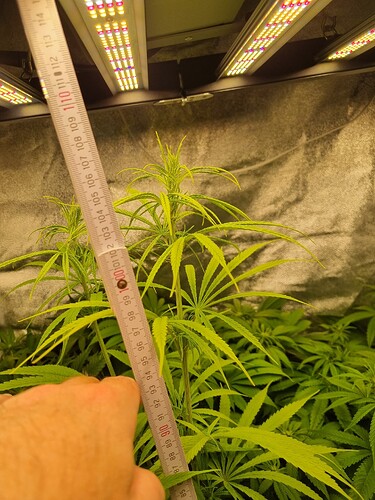 Eine junge Cannabispflanze wird mit einem Maßband gemessen, das etwa 95 cm anzeigt. Im Hintergrund sind weitere Pflanzen und LED-Wachstumslampen zu sehen.