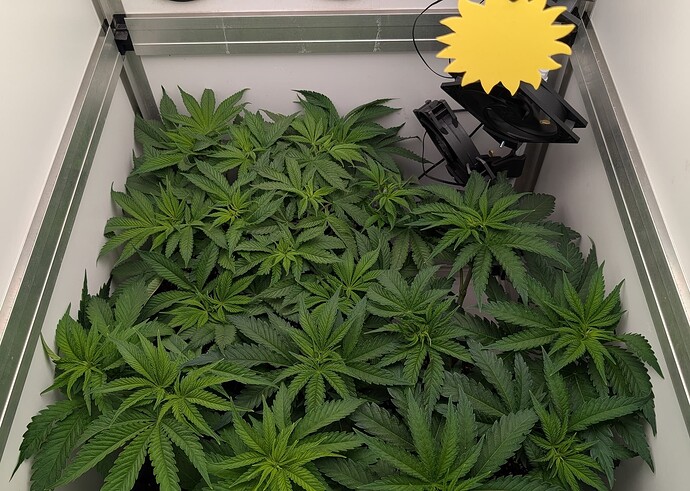 Growreport Bild 2