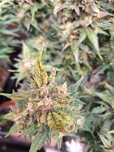 Growreport Bild 8