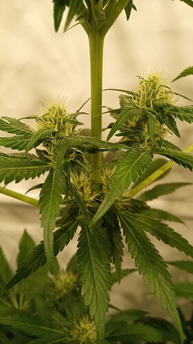 Growreport Bild 13