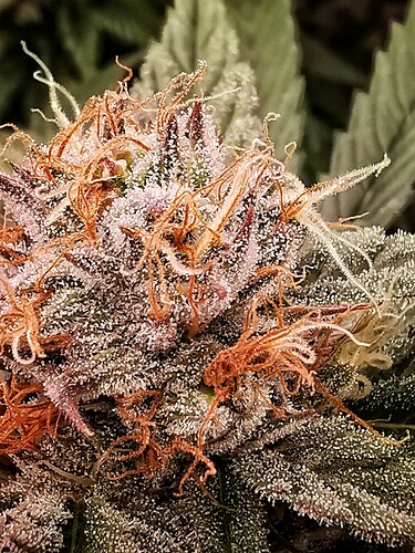 Growreport Bild 10