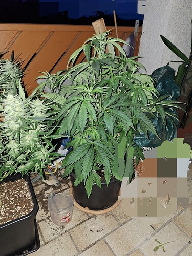 Growreport Bild 4